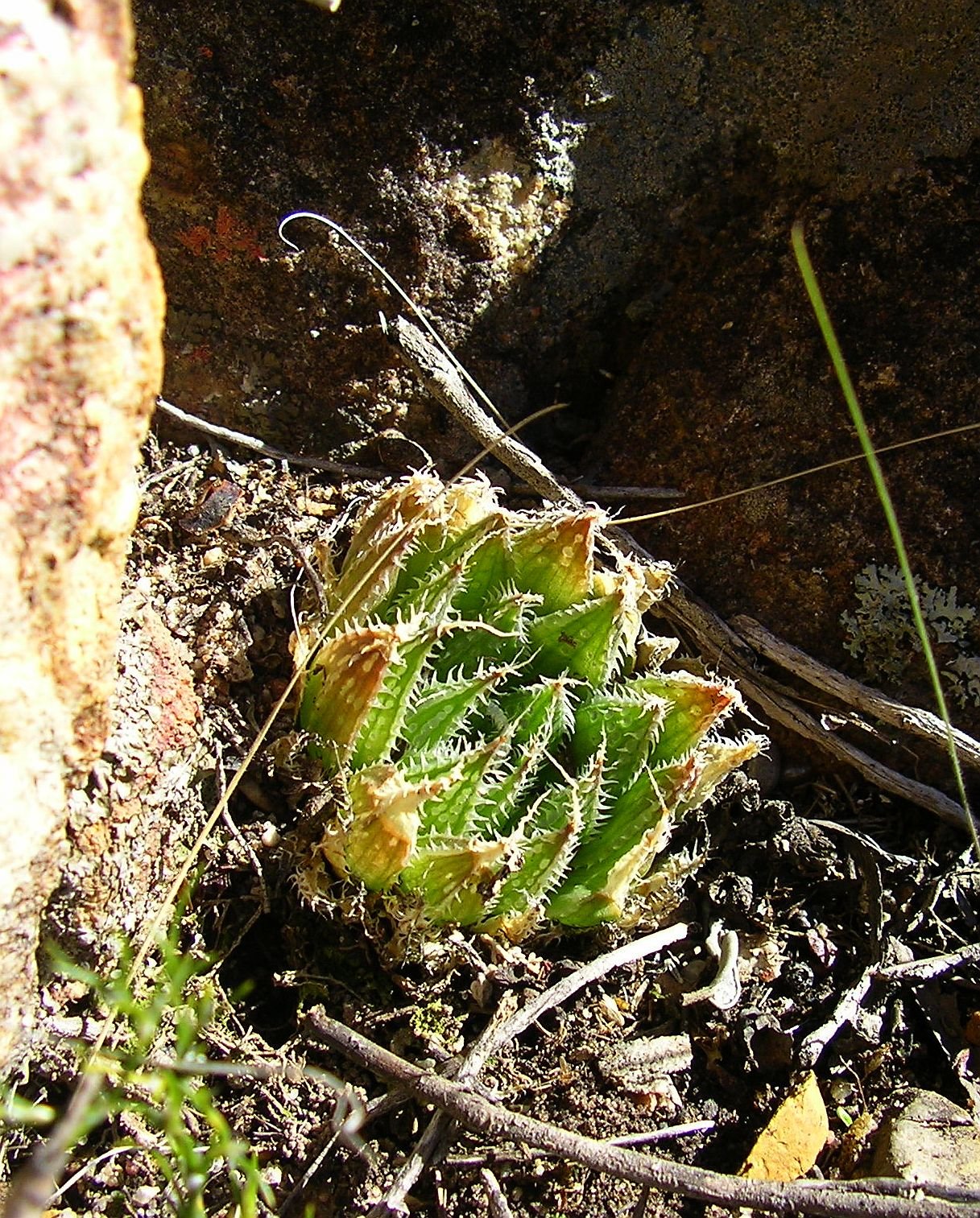 Haworthia dimorpha-aff-kunje